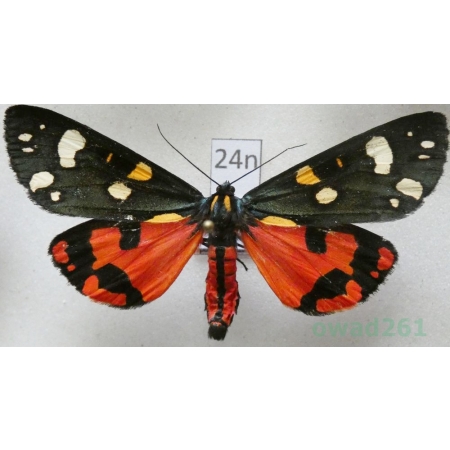 Callimorpha dominula (Linnaeus, 1758) Krasopani poziomkówka Poland24n